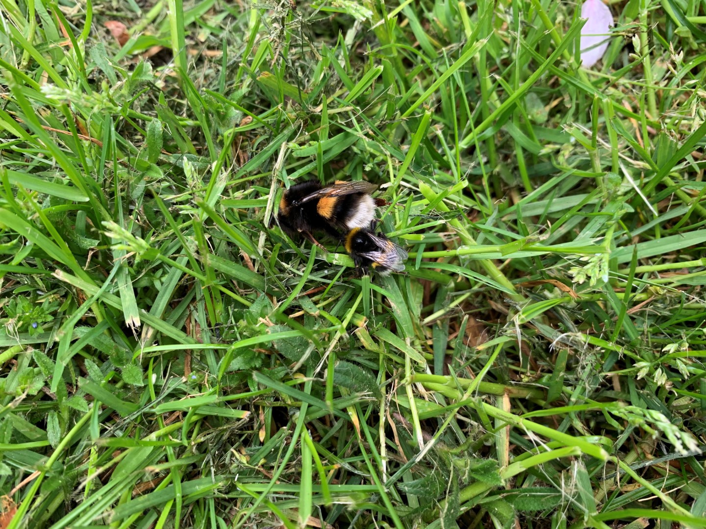 wat doen deze hommels?